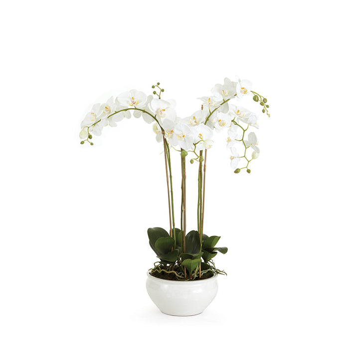 Orchid in Pearl Ceramic Bowl - 30"