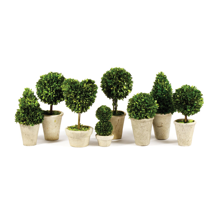 Boxwood Plant Collection, Set of 8