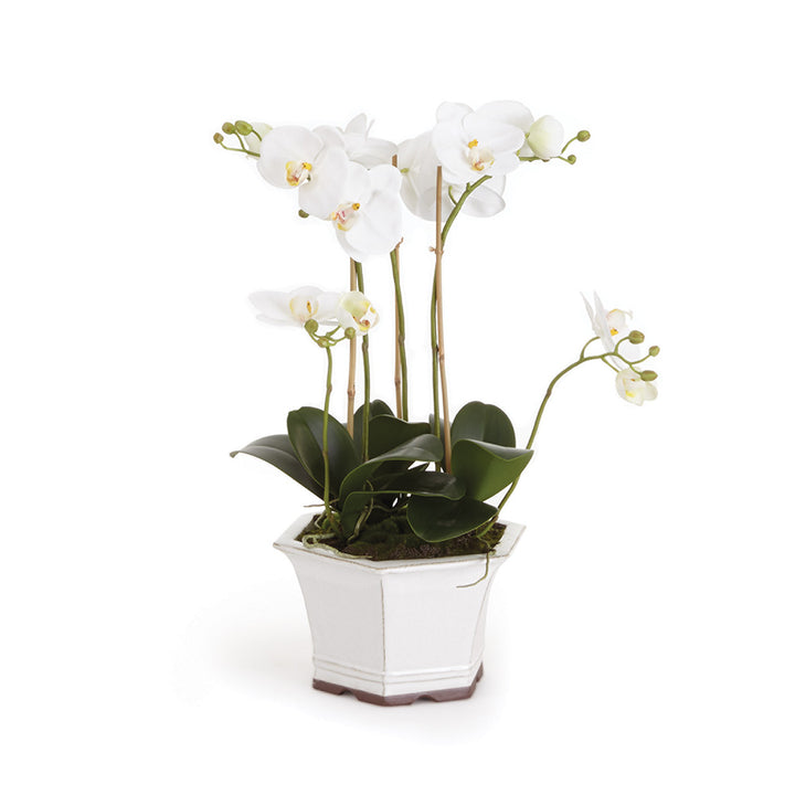 Orchid in Pearl White Pot - 18.5"