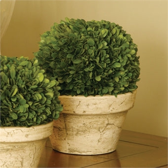 Boxwood Plant in Large Pot