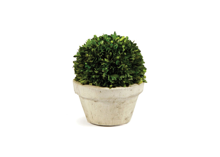 Boxwood Plant in Large Pot