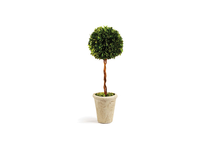 Spherical Boxwood Plant 18.5"