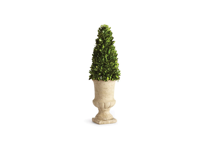 Vintage Urn with Cone Boxwood Plant 24"