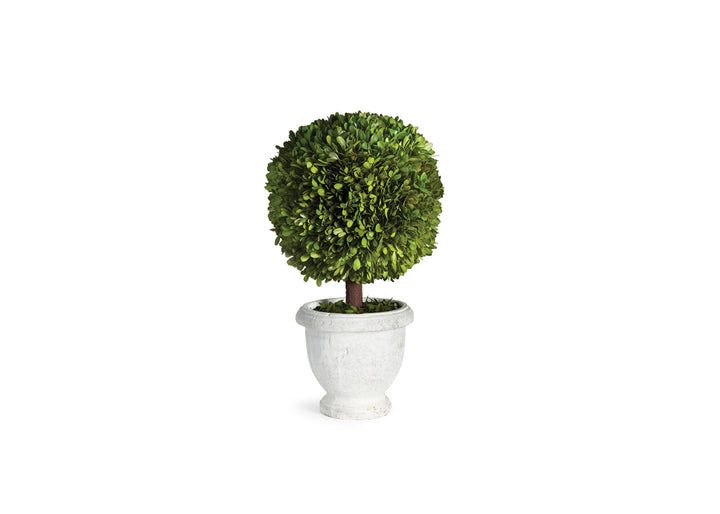 Boxwood 11" Topiary