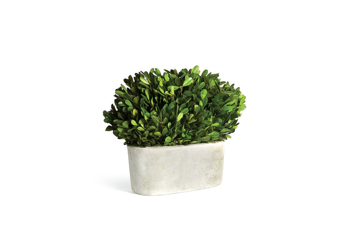 Boxwood in Oval Pot