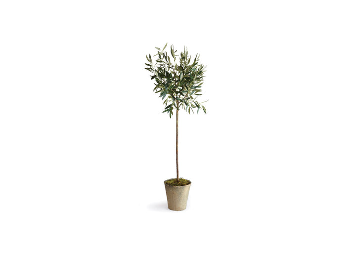 Greek Olive Tree Potted 30”