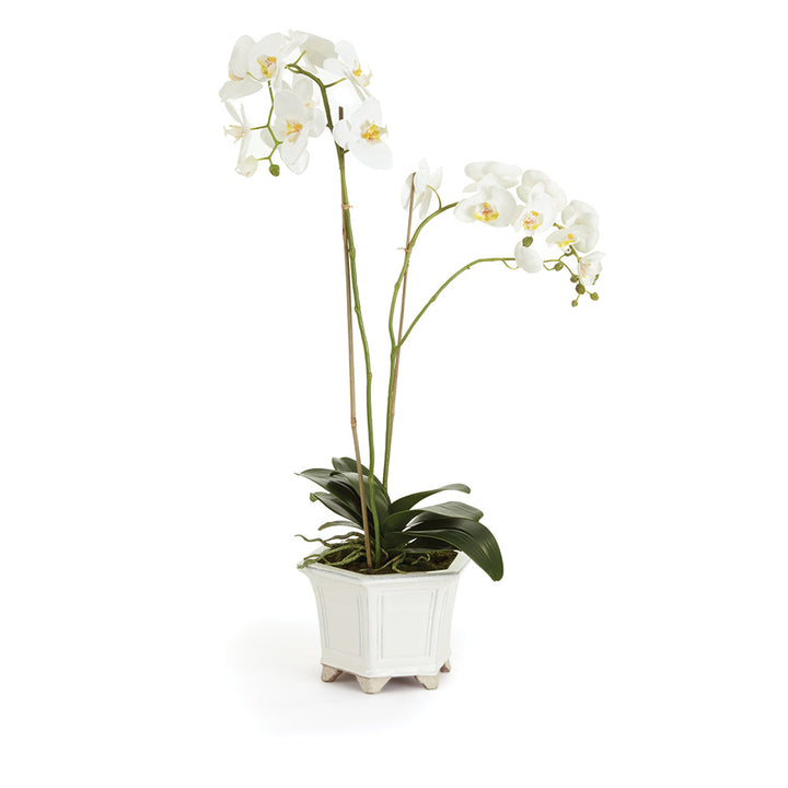 Orchid in Pearl White Pot - 31"